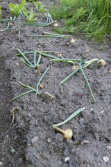 Organic Onions (Allium cepa) ready to harvest with fallen foliage