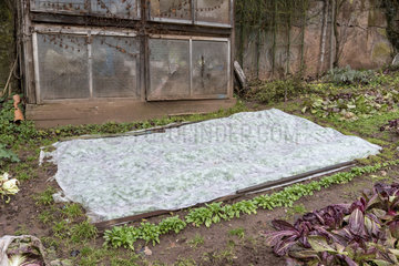 Lamb's lettuce protected by a veil  winter  Moselle  France
