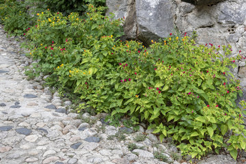 Marvel-of-peru (Mirabilis jalapa) along a stone wall  summer  Ardèche  France