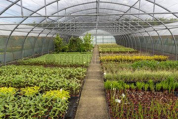 Various plants in a municipal greenhouse  spring  Pas de Calais  France