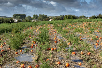 Field of (Cucurbita maxima potimarron )  autumn  Pas de Calais  France
