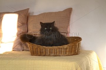 Cat laid down in a wicker basket posed on a bed France
