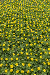 Marigold (Tagetes sp) in a greenhouse  spring  Pas de Calais  France
