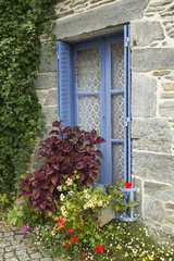 Coleus  Erigeron  Pelargonium in front of a blue window