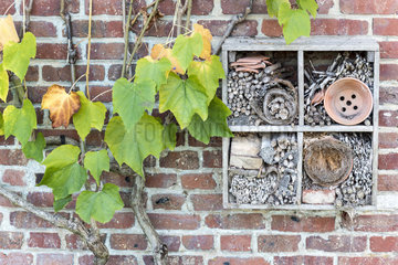 Virginia creeper (Parthenocissus sp) and Insect hotel on a brick wall  autumn  Somme  France