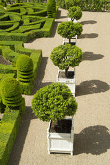 Citrus fruit in containers in gardens of the castle of Villandry  France