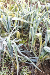Leeks under the frost in a kitchen garden in winter  Moselle  France