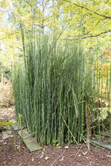 Horsetail in a garden  autumn  Somme  France
