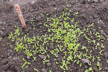 Lettuce shoots Appia under greenhouse  winter  Moselle  France