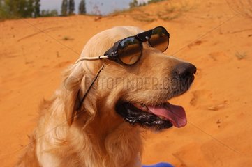 Golden Retriever mit Sonnenbrille in Sand Frankreich