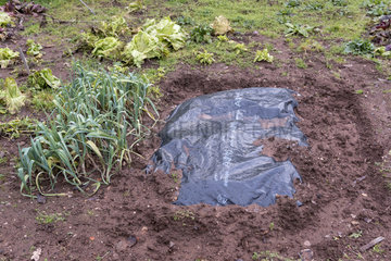 Cultivation of endives under tarps in a kitchen garden  winter  Moselle  France