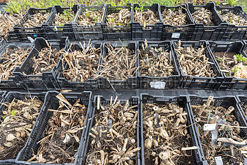 Dahlia tubers in wintering crates  before planting in late spring  Pas de Calais  France