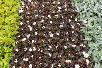 Begonia seedlings 'Senator' white  in a greenhouse  spring  Pas de Calais  France