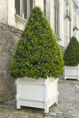 Portugal laurel (Prunus lusitanica) topiary in container