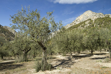 Olive trees (Olea europaea) Buis-les-Baronnies  Drôme  France