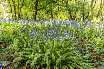 Wild Bluebell (Hyacinthoides non scripta) in a garden  Spring  Somme  France