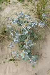 Seaside eryngo (Eryngium maritimum) in a dune  summer  Pas de Calais  France