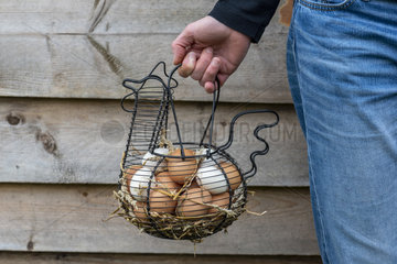 Woman carrying a basket filled with chicken eggs in a garden