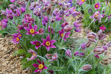 Pasque flower (Pulsatilla vulgaris) in bloom in a garden  spring  Somme  France