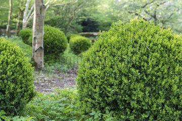Boxwood carved in a garden  spring  Somme  France
