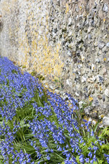 Border of Delphinium elatum in front of an old stone wall