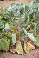 Brussels sprouts in a kitchen garden  summer  Moselle  France