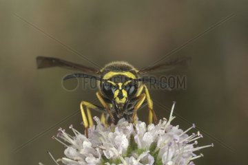 Potter Wasp gathering nectar France