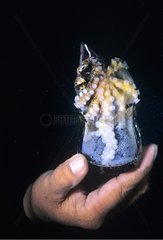 Coconut Octopus guarding eggs in broken bottle Celebes Sea