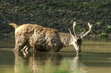 Young Stag drinking Natural Reserve of Boutissaint