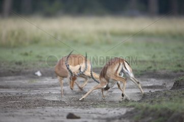 Impalas fighting in the savanna Masai Mara Kenya