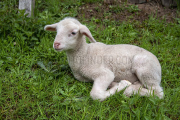 Portrait of lamb in a meadow  Spring  Moselle  France