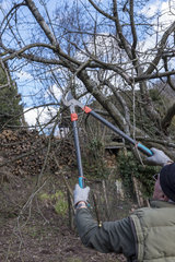 Pruning an apple tree in late winter  Moselle  France