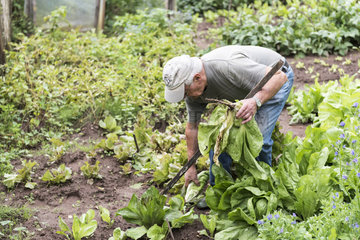 Gardener harvesting salads  chicory in his kitchen garden  summer  Moselle  France
