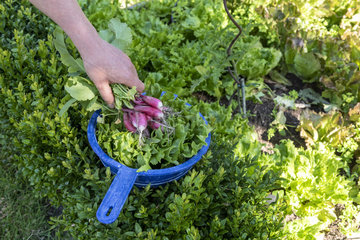 Harvest of Batavia lettuce salad and radish in an organic vegetable garden  summer  Pas de Calais  France