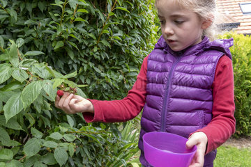 Girl picking a raspberry in a garden  autumn  Pas de Calais  France