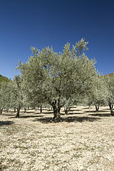 Olive trees (Olea europaea) near Nyons  Drôme  France