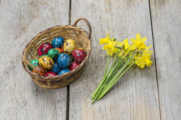 Colorful quail eggs for Easter  in a wicker basket and bouquet of daffodils.