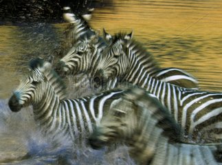 Grant's Zebras running in water East Africa