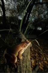 Agile frog on a dead trunk