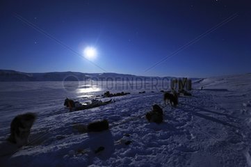Kopplung Hundeschlittendombrava beeilen sich Fjord Grönland