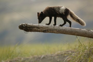 Arktischer Fuchs riecht an Spuren auf dem Stamm eines toten Baumes