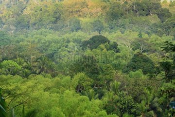 Rainforest deteriorated Mayotte Comoros islands