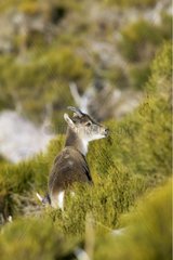 Spanish ibex in Sierra de Gredos Spain