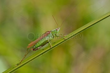 Male Grasshopper variegated on a stem France