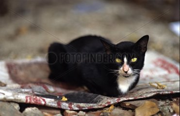 Black and white cat lie down on a carpet Siem Reap Cambodia