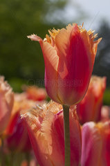 Tulip 'Valbella' in bloom in a garden