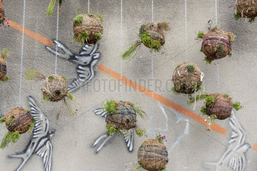 Plant balls hanging along a wall  summer  National Scene  Calais  France