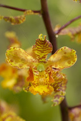 Cyrt orchid (Cyrtopodium punctatum)
