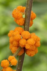 Orange Wild Rhea (Debregeasia longifolia)