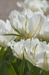 Foster tulip 'Exotic Emperor' in bloom in a garden